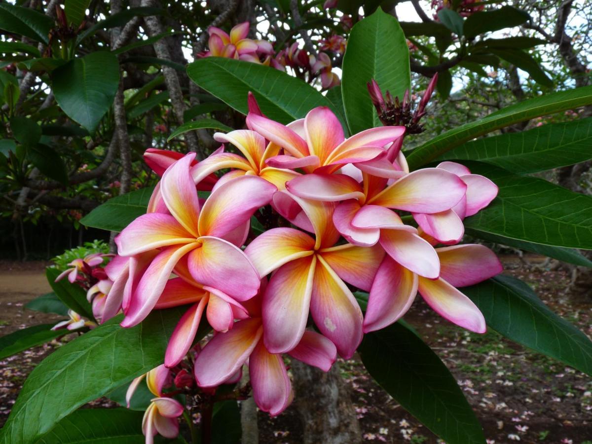 Aparthotel Kiahuna Plantation 96, Poipu Beach, Club Membership, Part Ocean View, Kids Toys