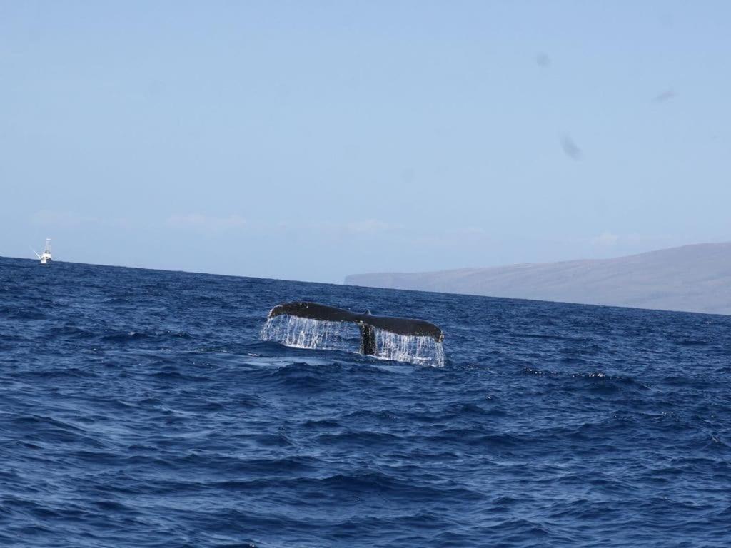 Mahana 316 Kaanapali