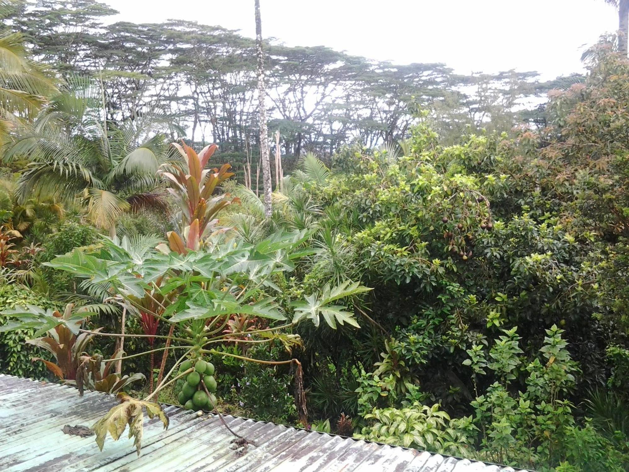 Lava Tree Tropic Bed & Breakfast Pahoa