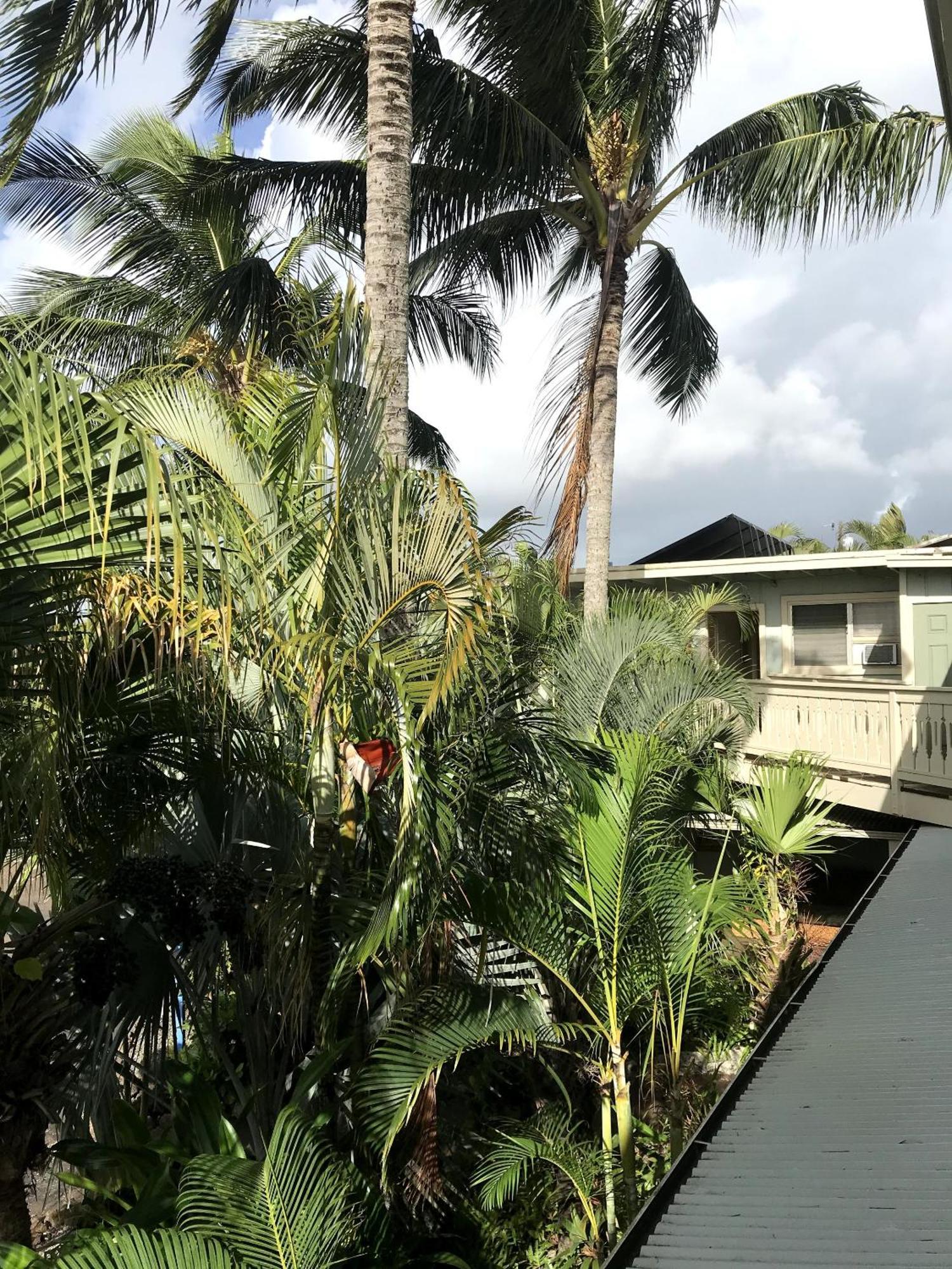 Hotel Kauai Palms