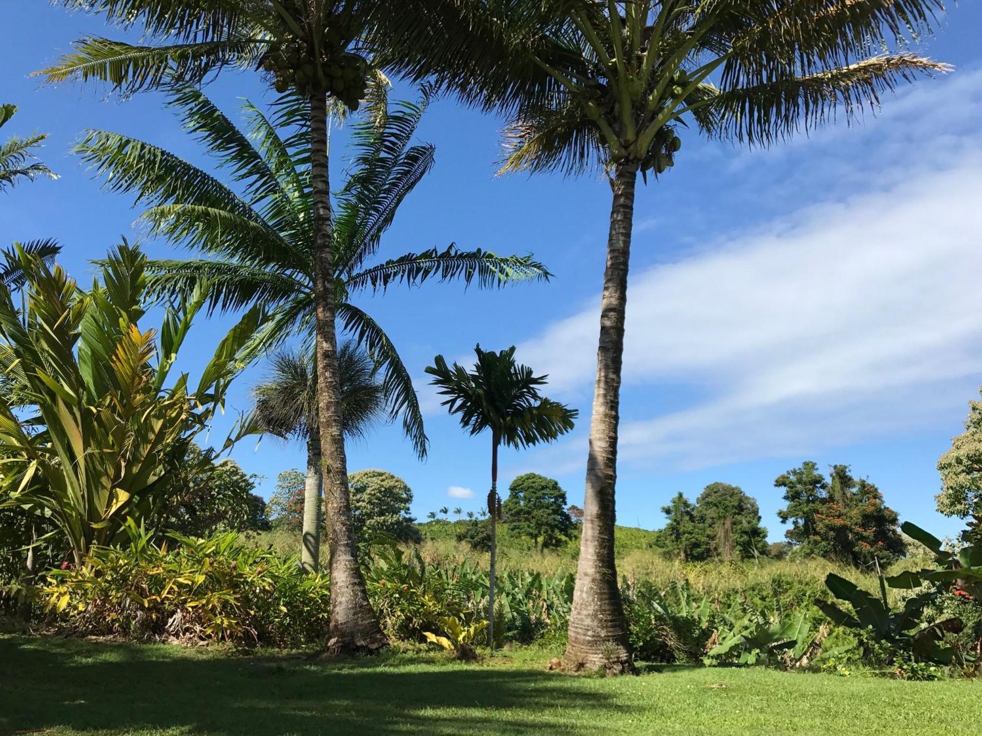 Island Goode'S - Luxury Adult Only Accommodation Near Hilo 4* Papaikou