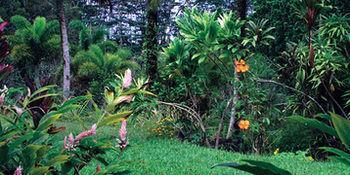 Lava Tree Tropic