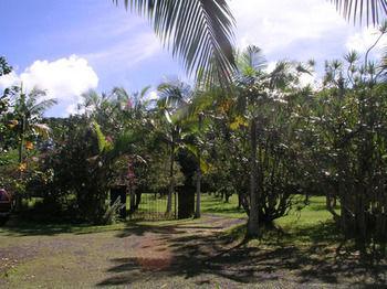 Bed & Breakfast Lava Tree Tropic 4*