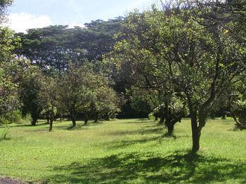 Lava Tree Tropic Pahoa