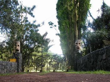 Lava Tree Tropic