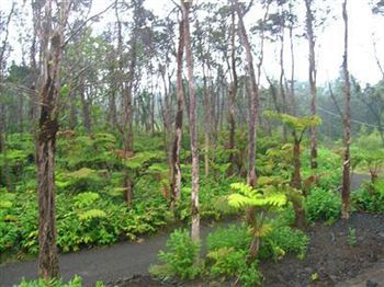 Forest 3* Volcano
