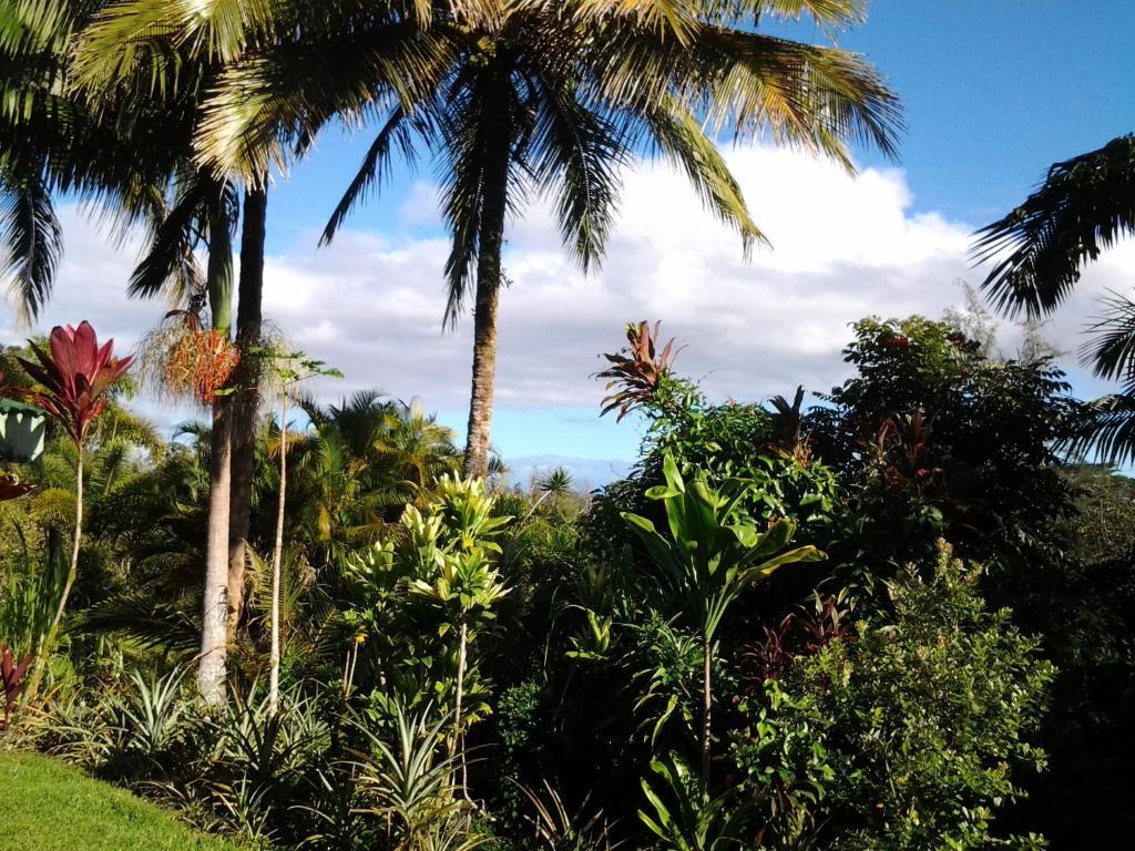 Bed & Breakfast Lava Tree Tropic 4*