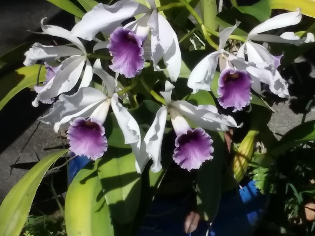 Island Goode'S - Luxury Adult Only Accommodation Near Hilo Guest house Papaikou