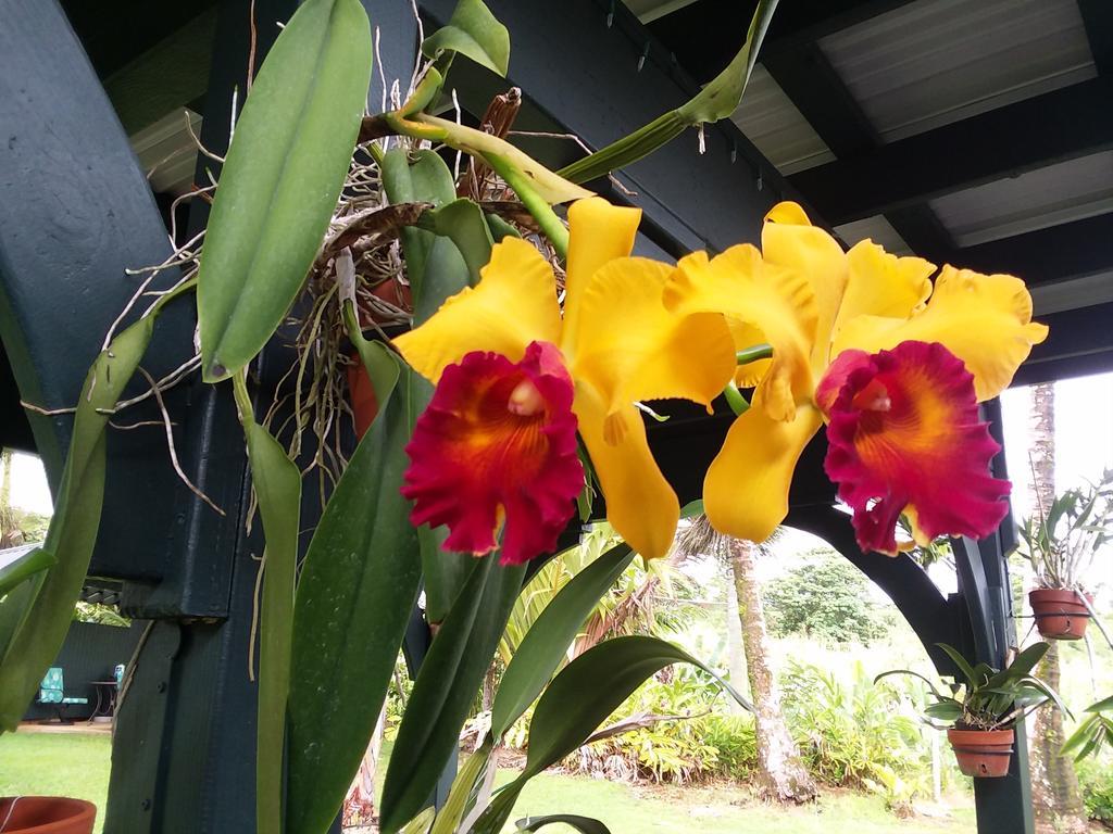 Island Goode'S - Luxury Adult Only Accommodation Near Hilo Guest house 4*
