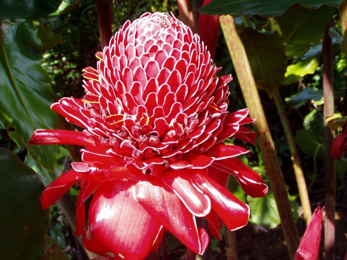 Island Goode'S - Luxury Adult Only Accommodation Near Hilo Guest house Papaikou