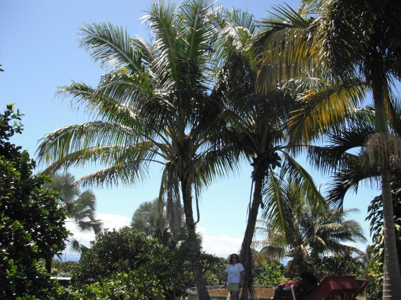 Island Goode'S - Luxury Adult Only Accommodation Near Hilo