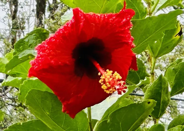 Kope Hale Farm House Near Hilo & Volcano National Park