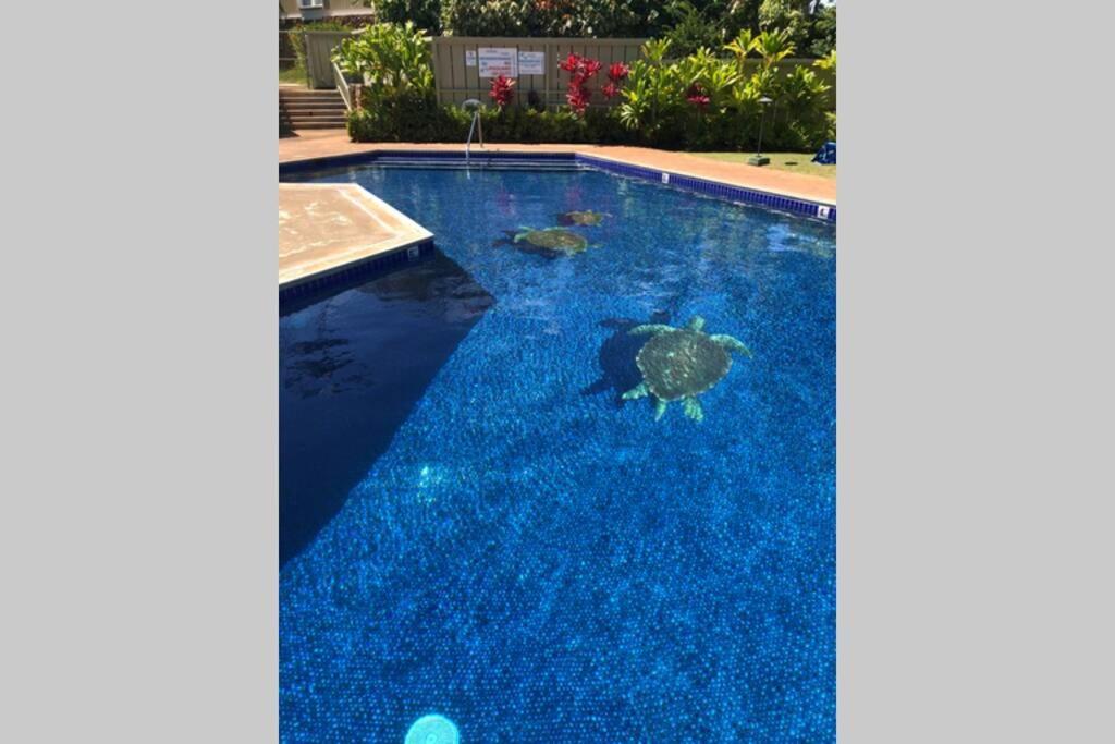 Hidden Gem! Turtle Bay Hideaway-85