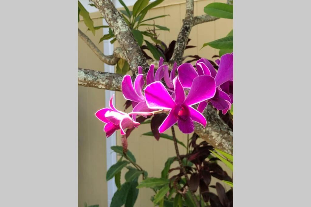 Apartment Hidden Gem! Turtle Bay Hideaway-85 Kahuku