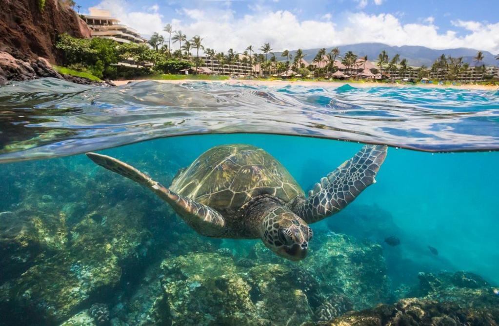 Noahs Hideaway Luxury * Lahaina