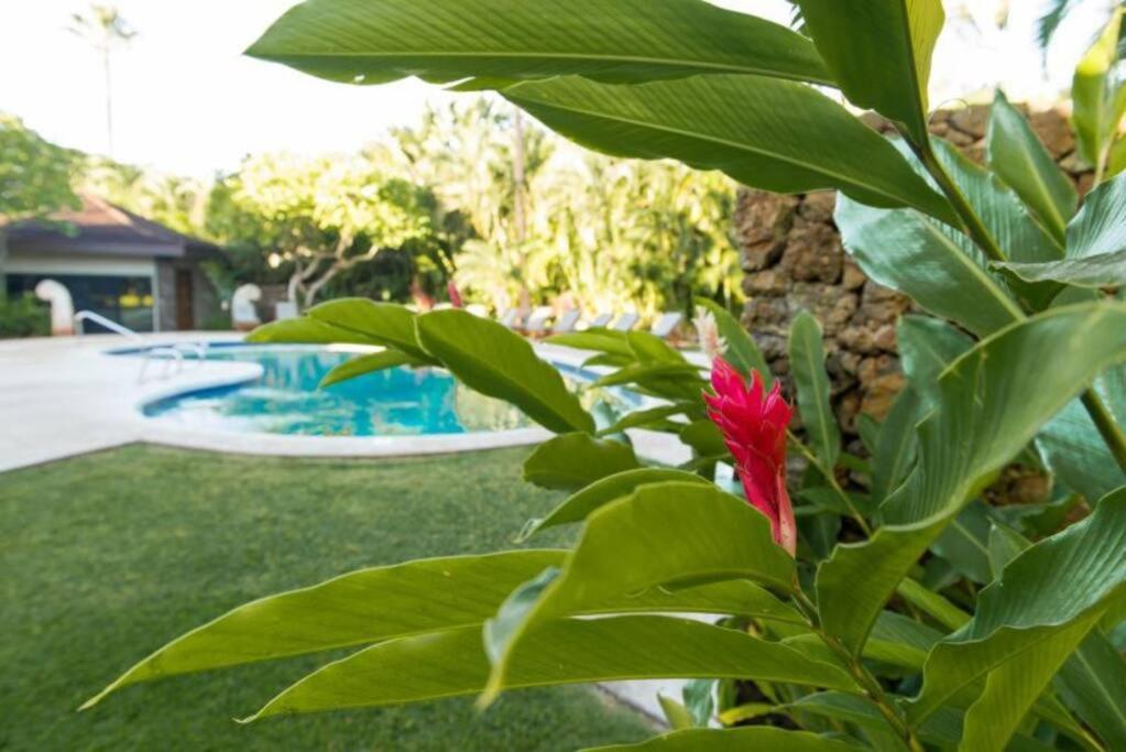 Apartment Gorgeous 2 Blocks From The Heart Of Maui *