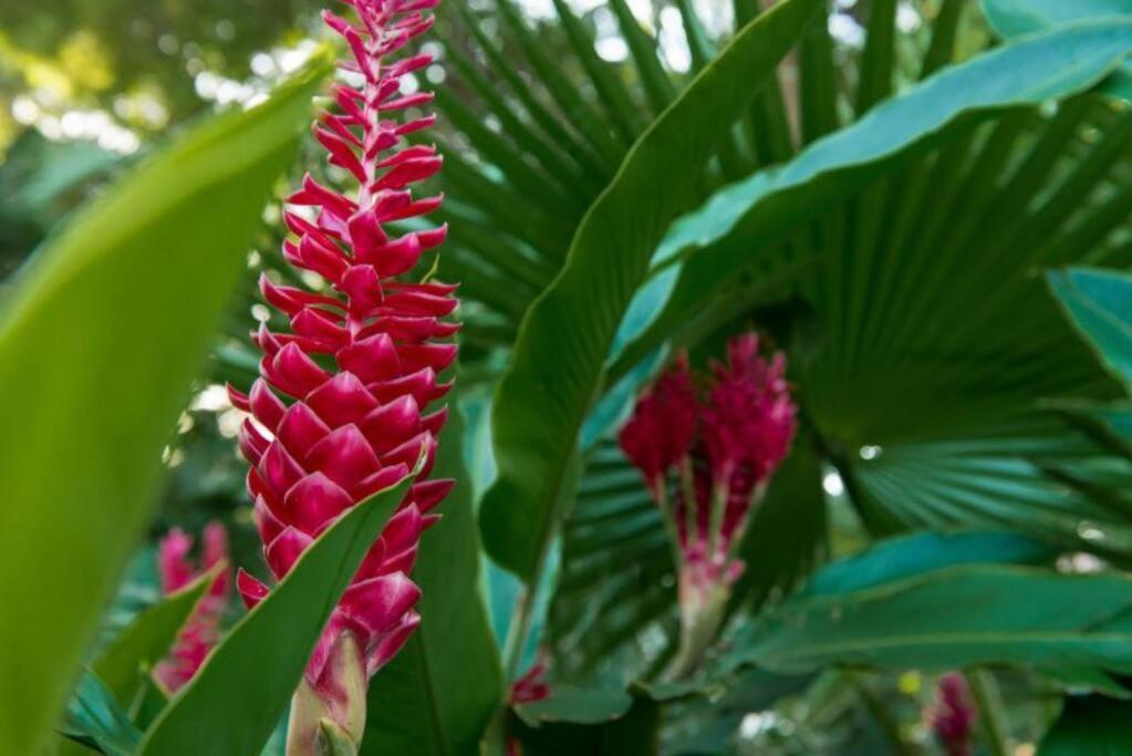 Gorgeous 2 Blocks From The Heart Of Maui * Lahaina