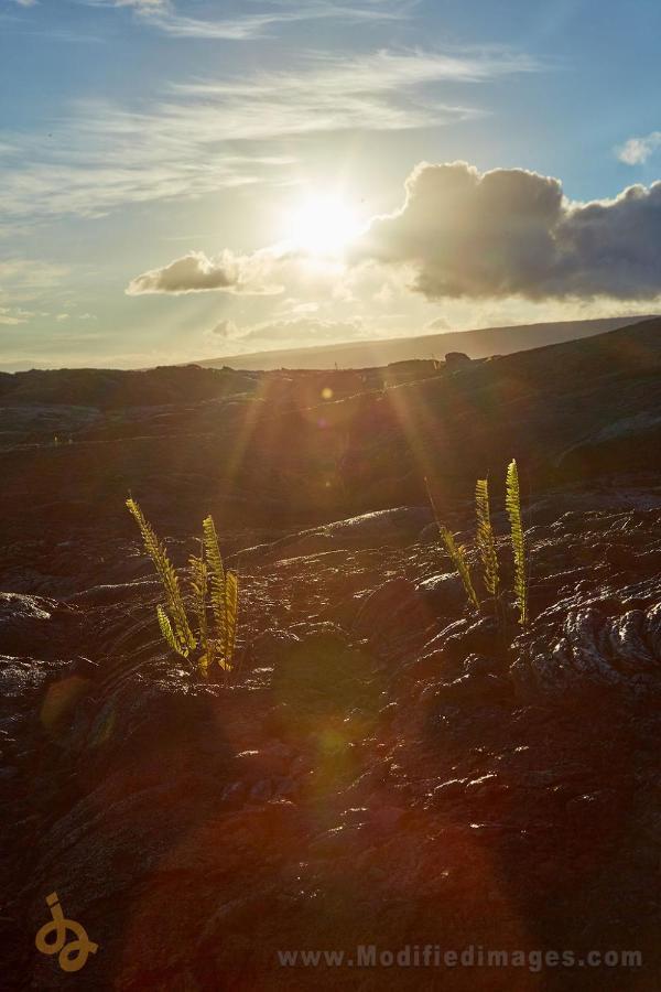 Open Gate Hawaii * Pahoa