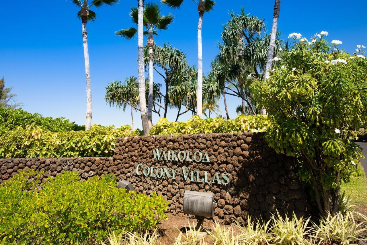 Colony #1104 Waikoloa