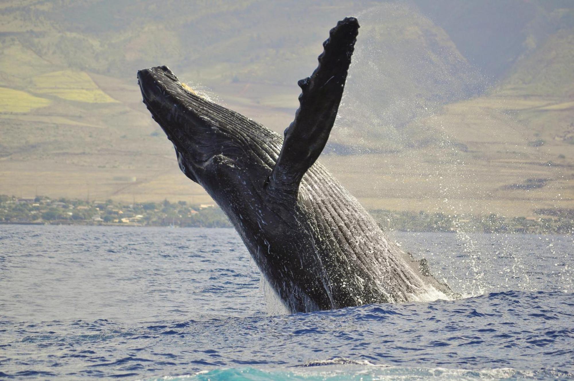 Maui Vista 1417