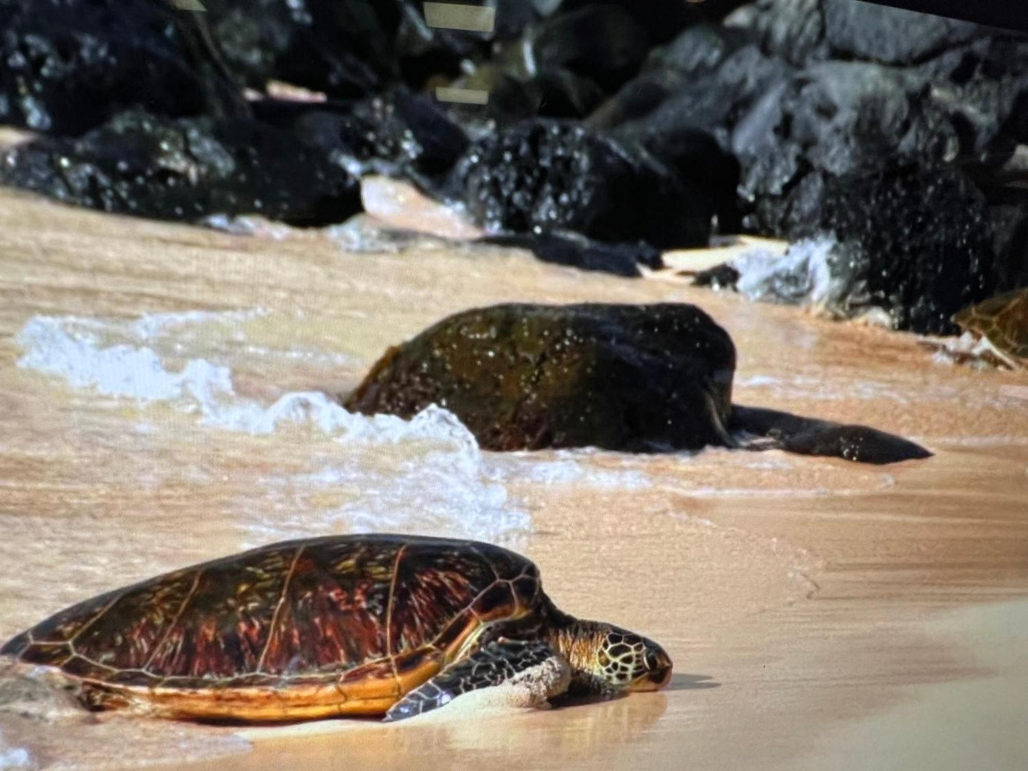 Kaanapali's Royal Luxury Plantation & Golf Retreat