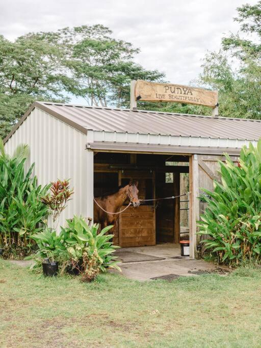 Villa Mala O Kilauea Nature Retreat Pahoa
