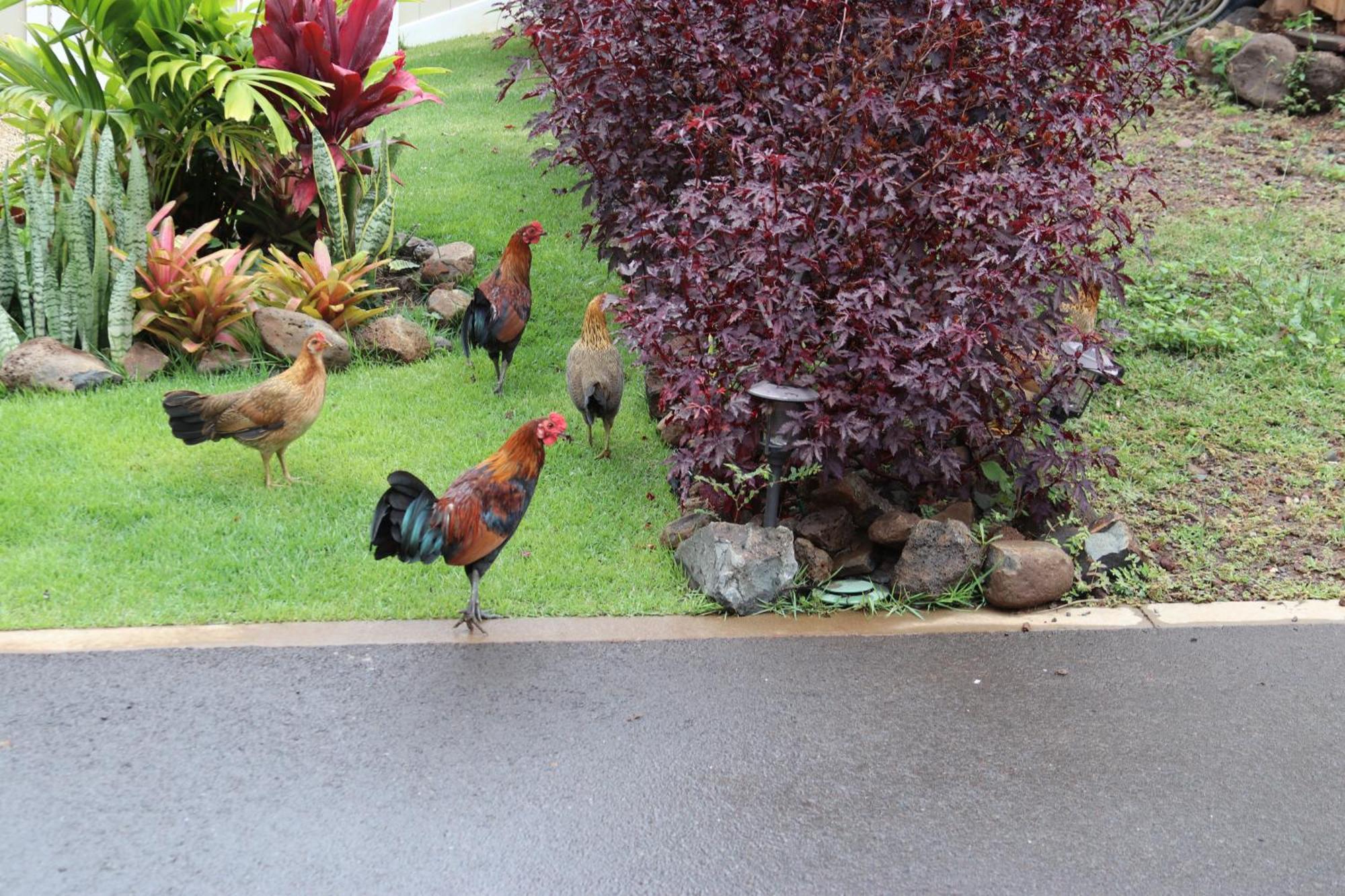 Holiday home New 4 Bedroom With Ocean And Gorgeous Mountain Views In The Gated Community Of Mauna Olu
