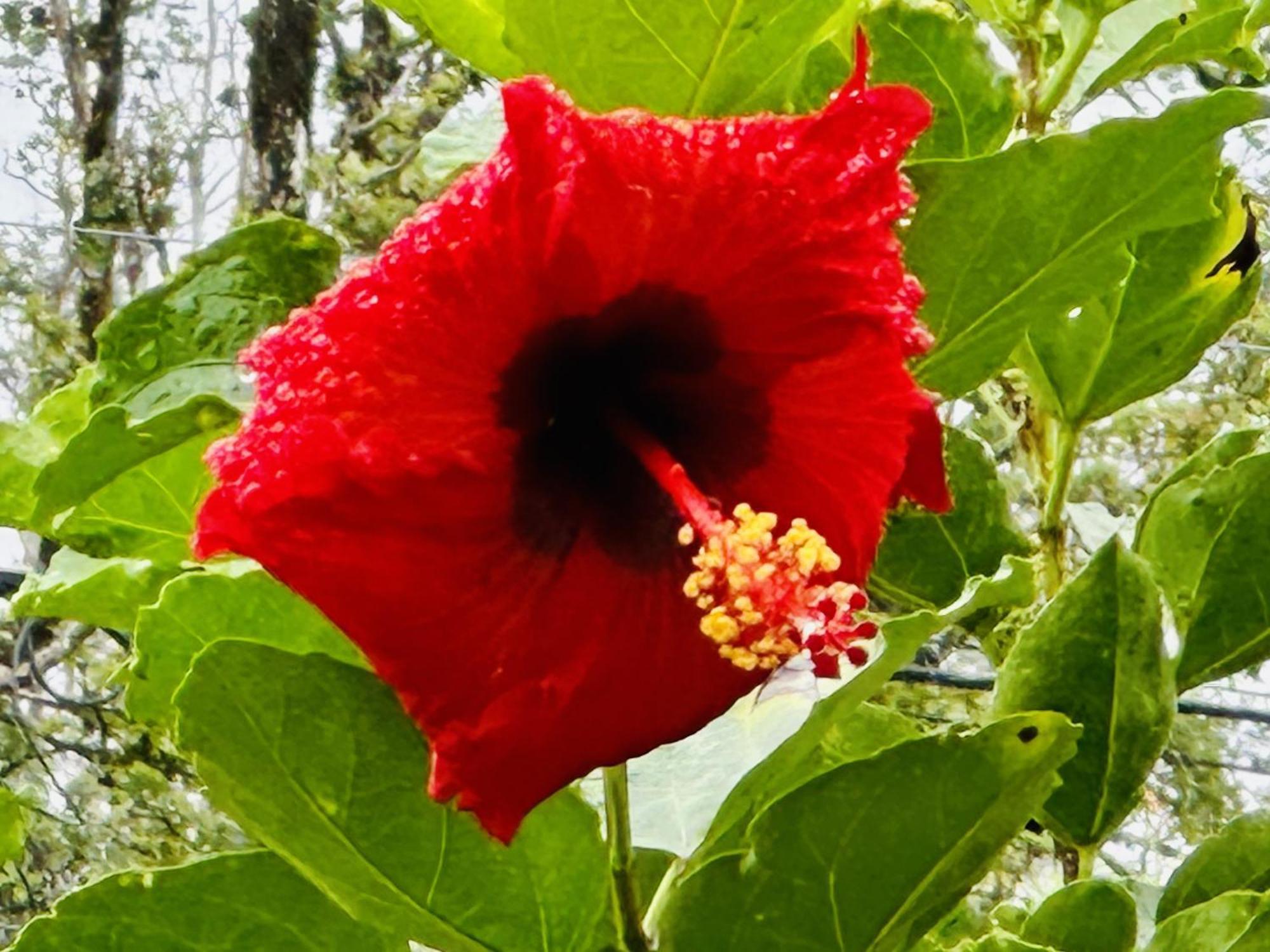 Guest house Kope Hale Near Hilo & Volcano National Park