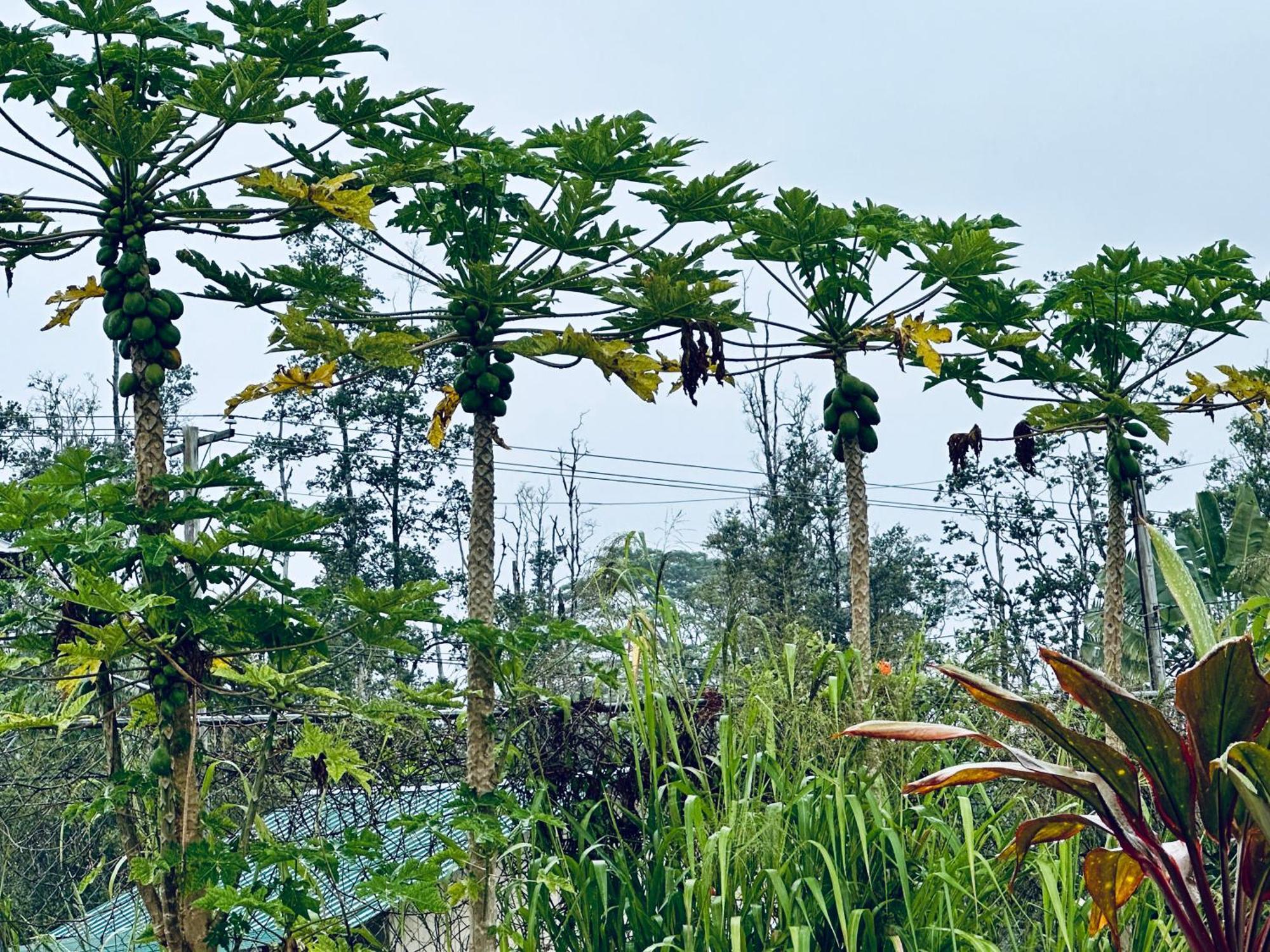 Kope Hale Near Hilo & Volcano National Park