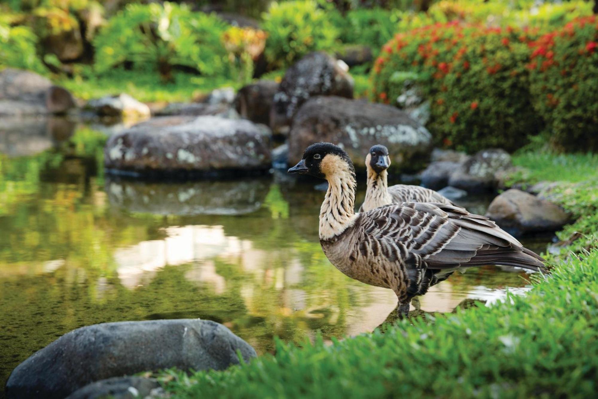 Marriott's Kaua'i Club Hotel Lihue