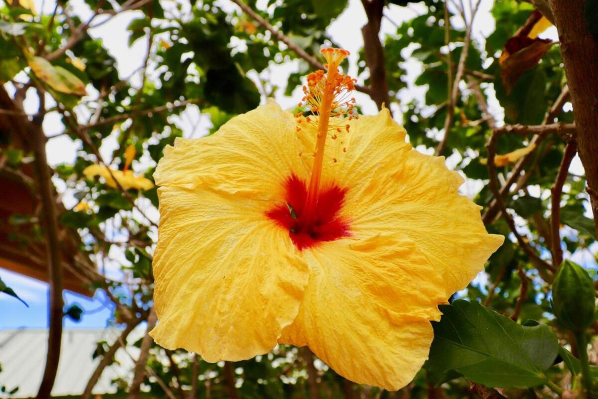 Kona Overlook *