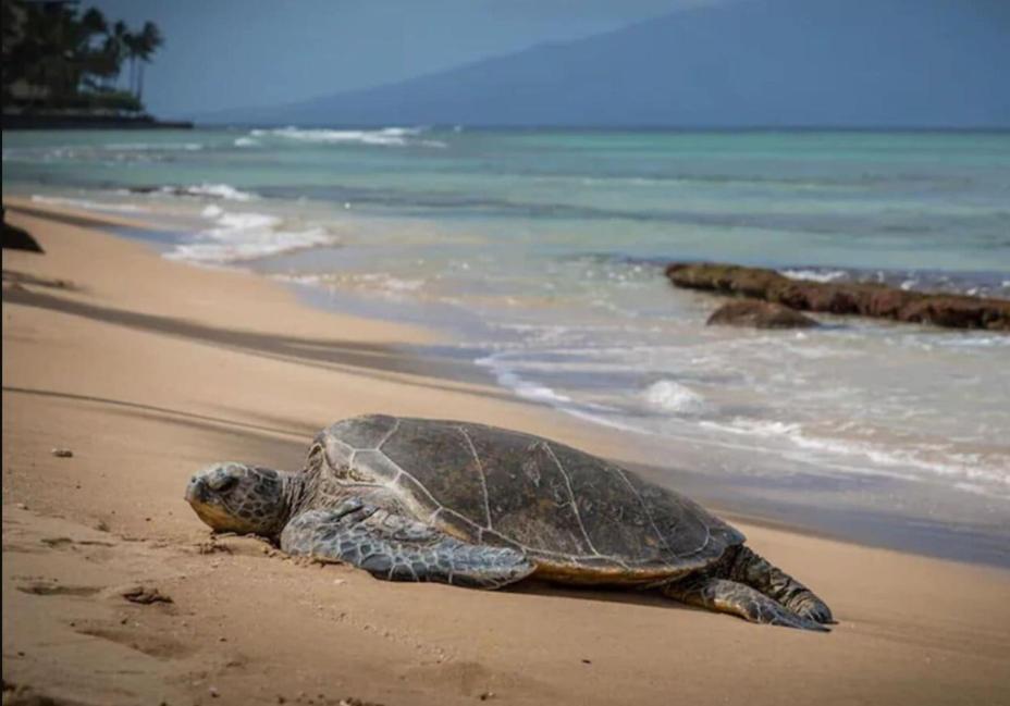 Kihei Gem! 3-min Walk To The & Shops Wailea (Maui)