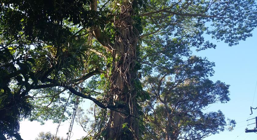 Reach Beyond Rainforest Retreat Homestay Honolulu