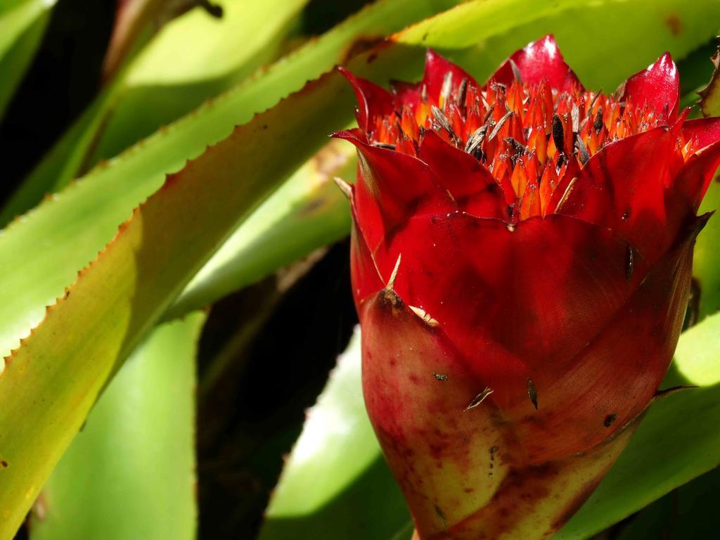 Kilauea Lodge *