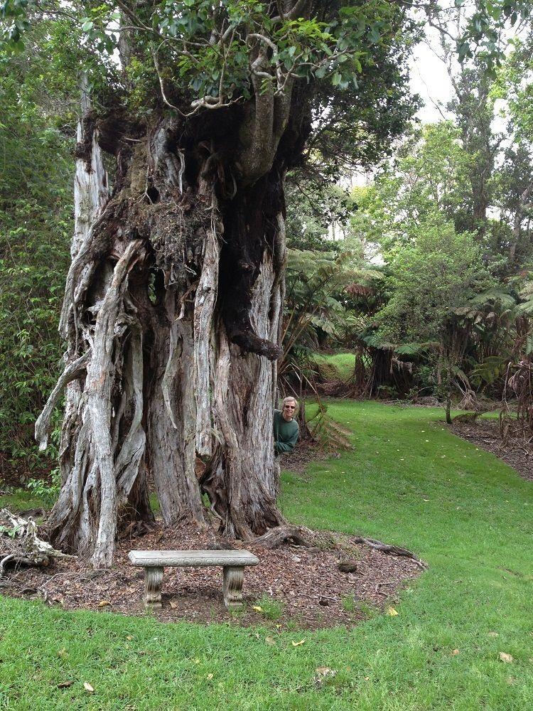 Big Tree Sanctuary Volcano