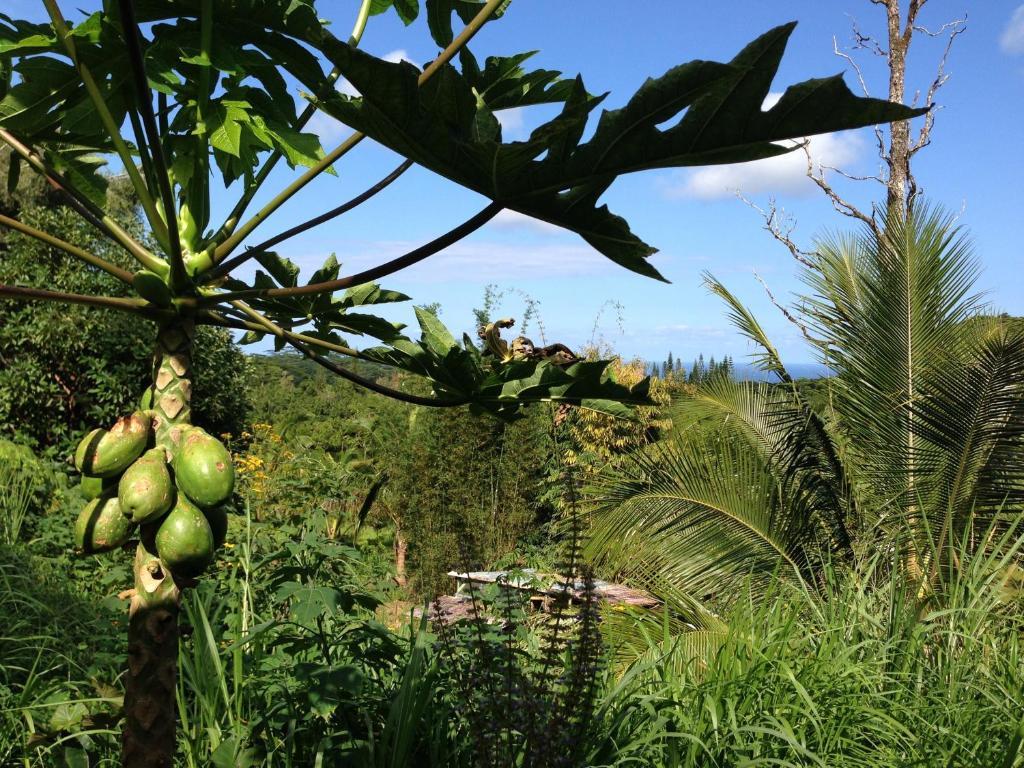 Hedonisia Hawaii Sustainable Community