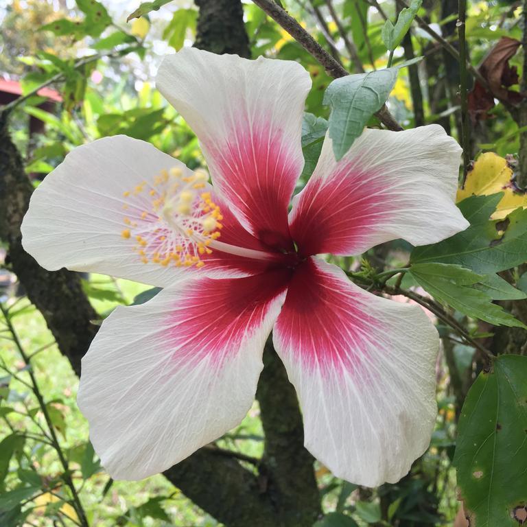 Lodge Hedonisia Hawaii Sustainable Community Pahoa