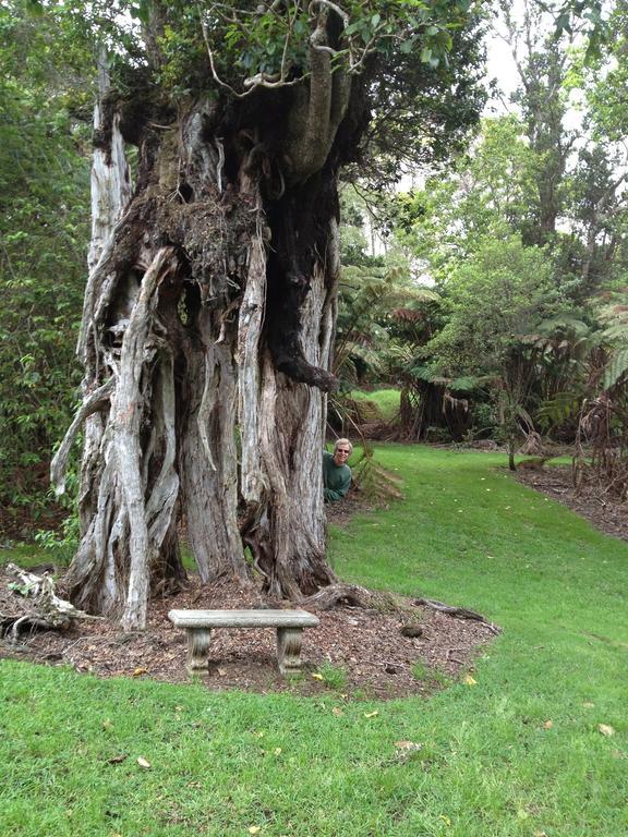 Big Tree Sanctuary Holiday home Volcano