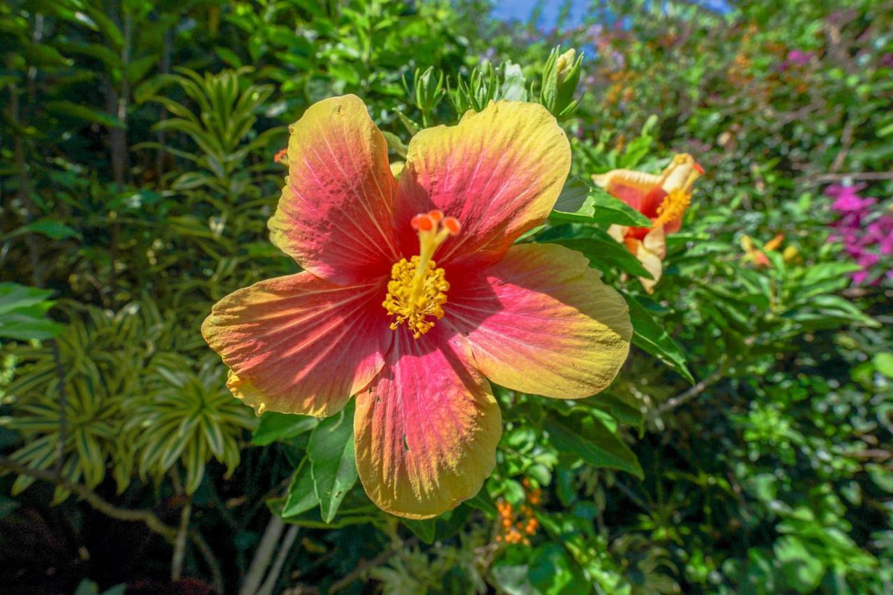 Hale Hau'oli Holiday home *