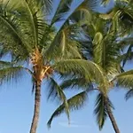 Wyndham Royal Sea Cliff Resort