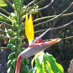 Mango Sunset Bnb Inn At Lyman Organic Kona Coffee Farms