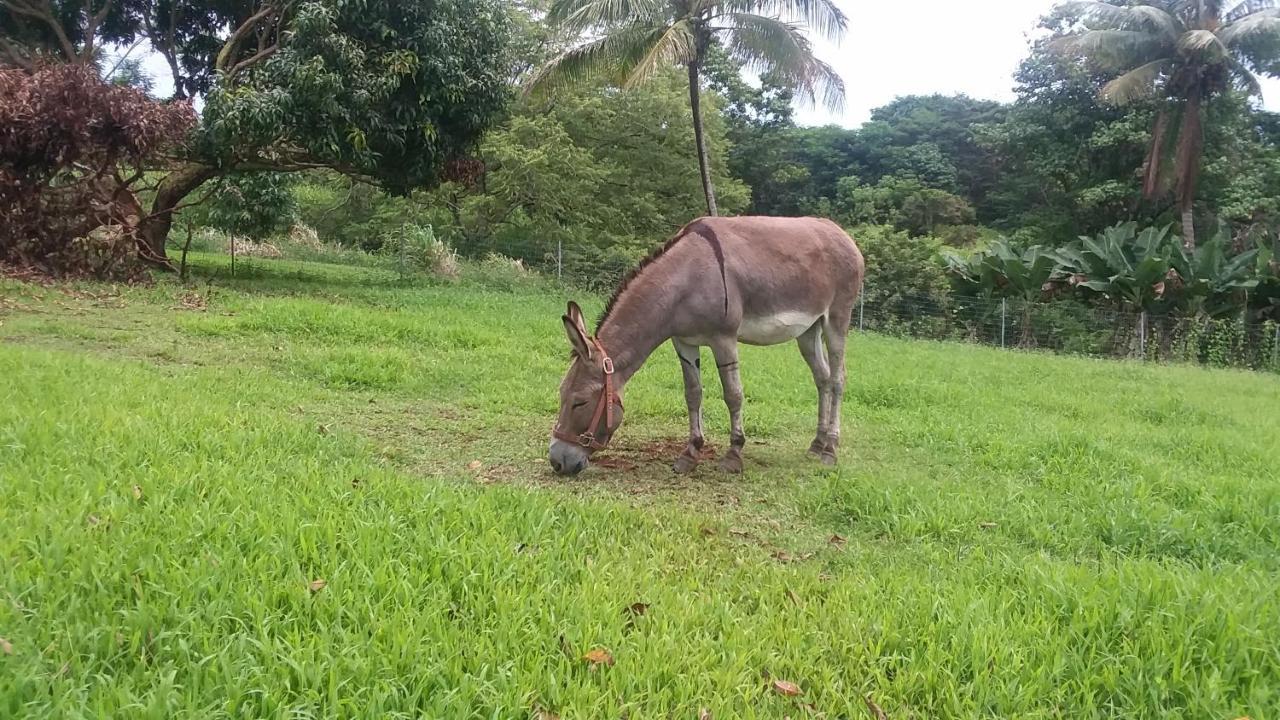 Island Goode'S - Luxury Adult Only Accommodation Near Hilo Papaikou