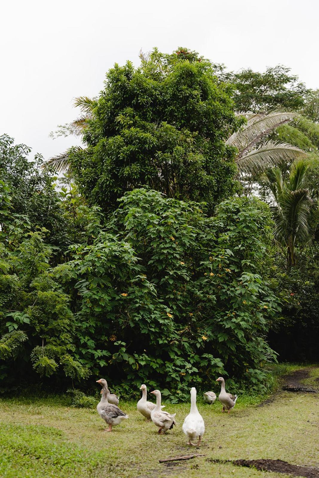 Hawaiian Sanctuary Eco Retreat Center Farm stay *