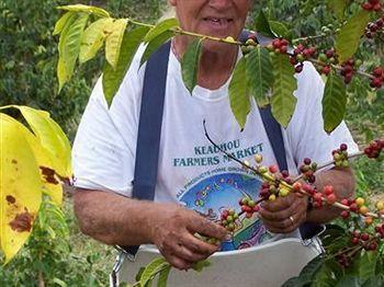 Mango Sunset At Lyman Organic Kona Coffee Farms 4* Kalaoa