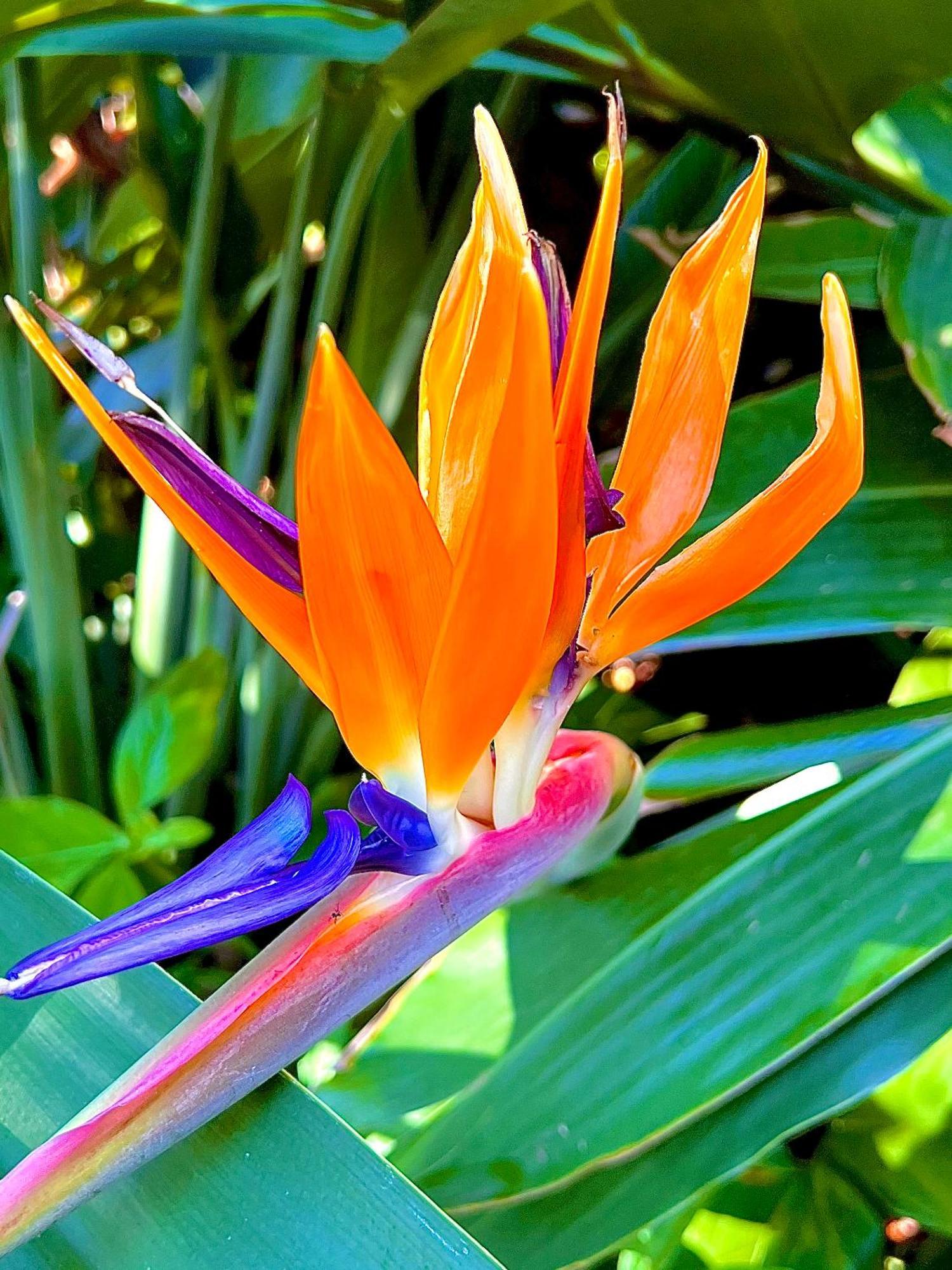 Homestay Kaanapali's Royal Luxury Plantation & Golf Estate *