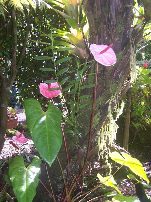 Aloha Happy Place Bed & Breakfast Volcano