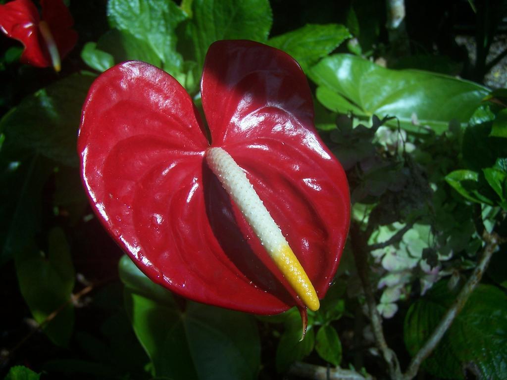 Aloha Happy Place 4* Volcano