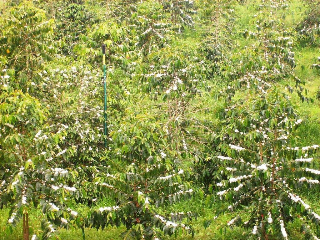 Mango Sunset At Lyman Organic Kona Coffee Farms 4* Kalaoa