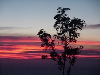 Mango Sunset At Lyman Organic Kona Coffee Farms 4* Kalaoa