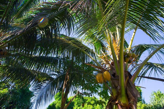 Hotel Kirpal Meditation And Ecological Center Pahoa
